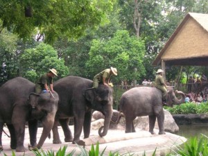 elephantshow2