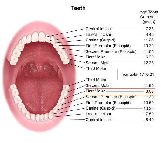 incisor teeth